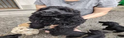 Meticcio cani in vendita: Coker spaniel  a Provincia di Bergamo - Annuncio 6