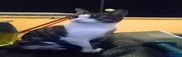 Europeo gatti in regalo: Dolcissimo gattino - Annuncio 1