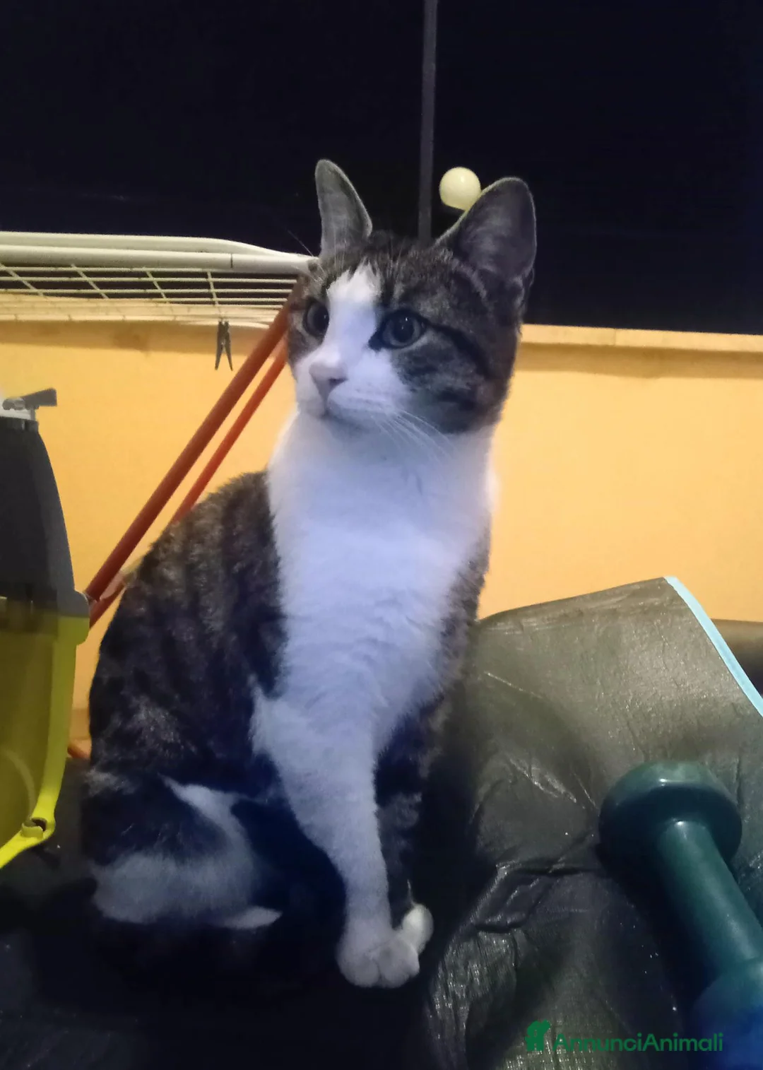 Europeo gatti in regalo: Dolcissimo gattino - Annuncio 1