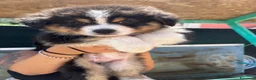 Australian Shepherd cani in vendita: Cucciolo black Tricolor di Australian Sheppard a Provincia di Rimini - Annuncio 2