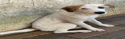 Meticcio cani in regalo: Cuccioli di taglia media  - Annuncio 4