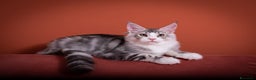 Maine Coon gatti in vendita: Gattino bellissimo da allevamento Mainemarie - Annuncio 9