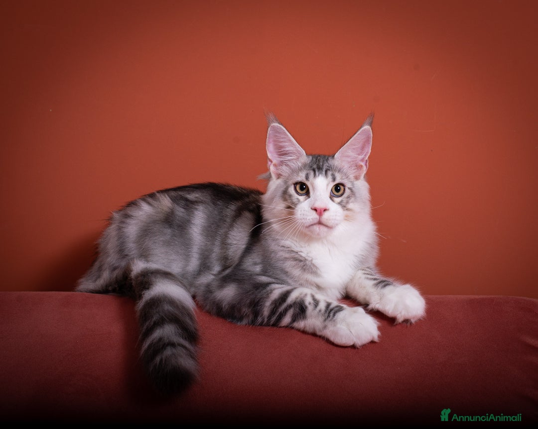 Maine Coon gatti in vendita: Gattino bellissimo da allevamento Mainemarie - Annuncio 9