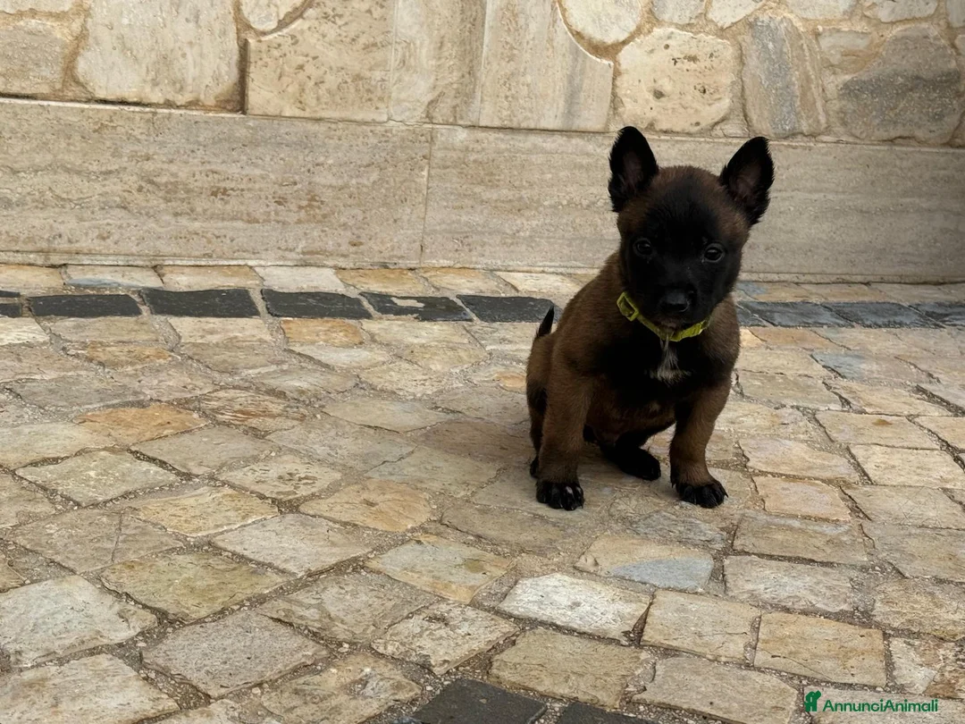Pastore Belga cani in vendita: Splendidi cuccioli di Pastore Belga Malinois  - Annuncio 9