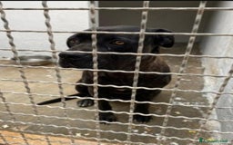Cane Corso cani in regalo: Corso giovane,depressa,buona in box da 3anni!PUGLI a Città metropolitana di Milano - Immagine 4