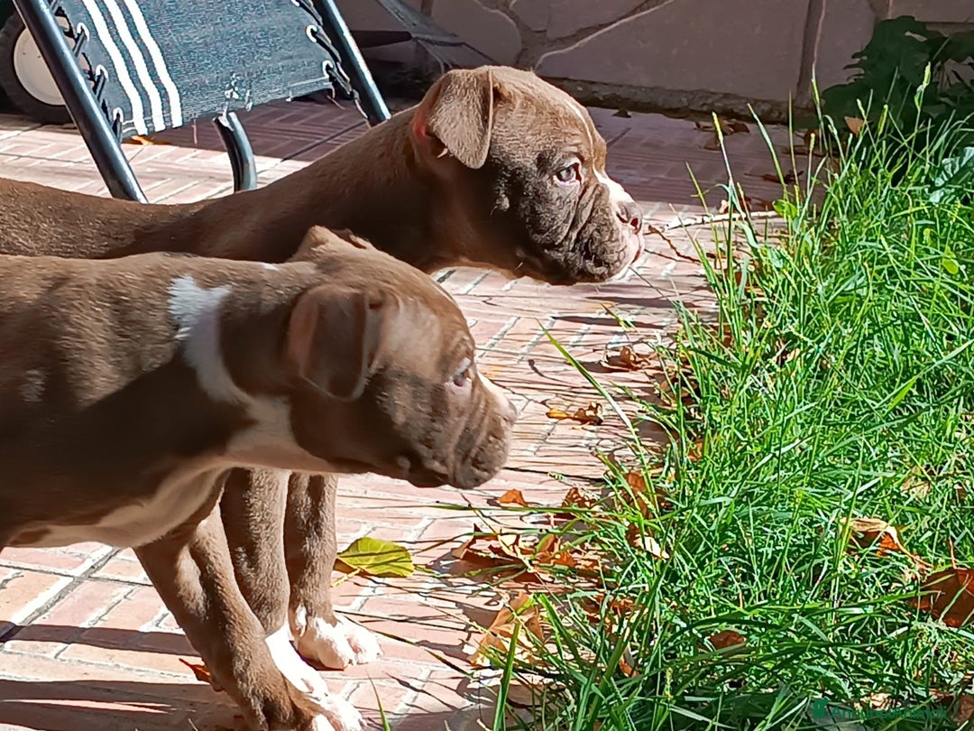 Bulldog cani in vendita: Cuccioli American Bulldog  - Annuncio 6
