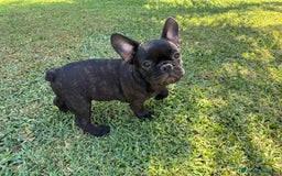 Bulldog Francese cani in vendita: Cucciolo bulldog francese nero bringe  a Città metropolitana di Milano - Immagine 8