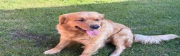 Golden Retriever cani in vendita: Golden retriever  a Provincia di Varese - Annuncio 3