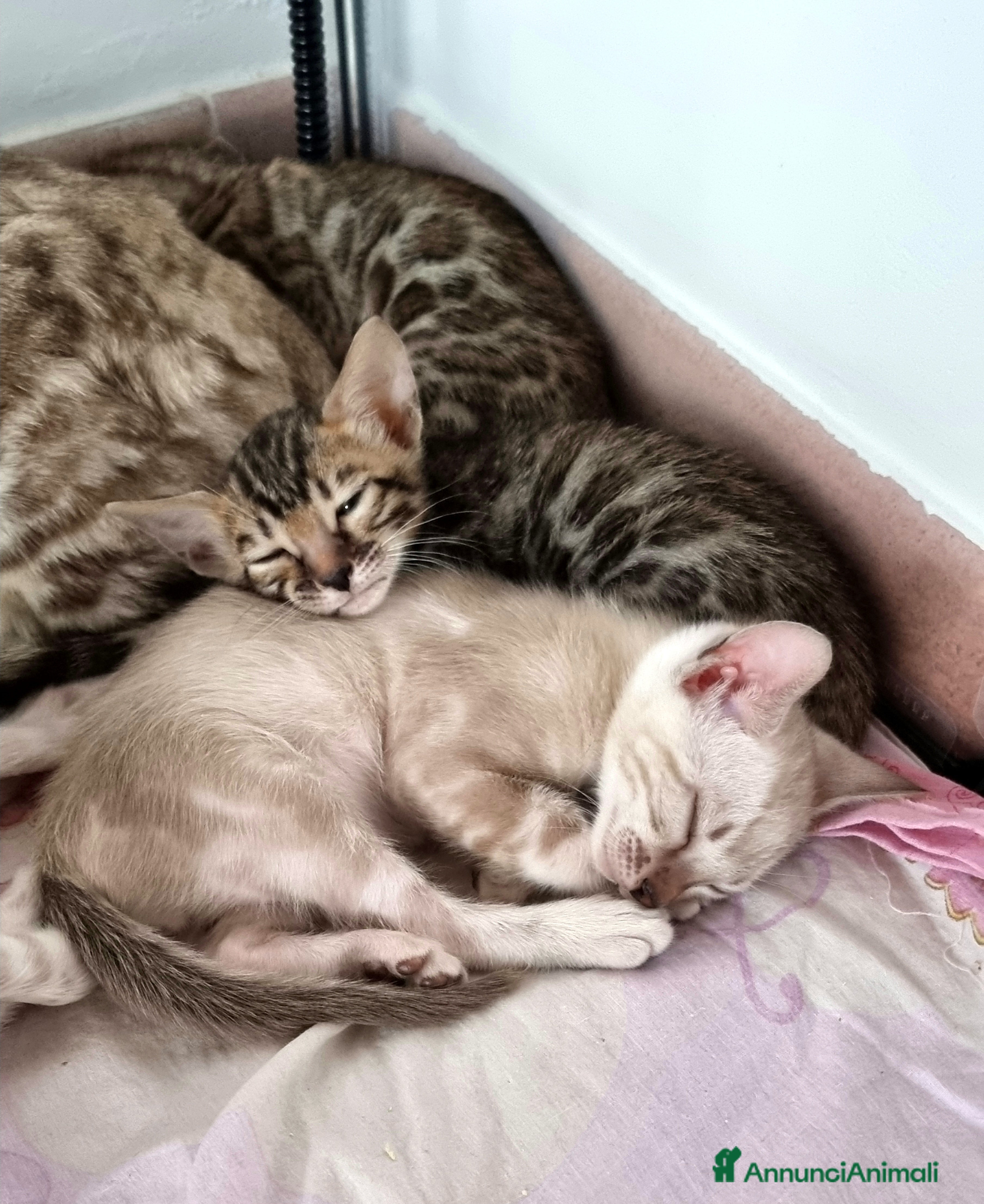 Bengala gatti Cucciolo Bengala Snow marble Pedigree  - Annuncio 1