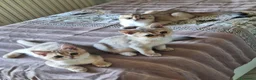 Scottish gatti in vendita: Gattini scottish con pedigree - Annuncio 7