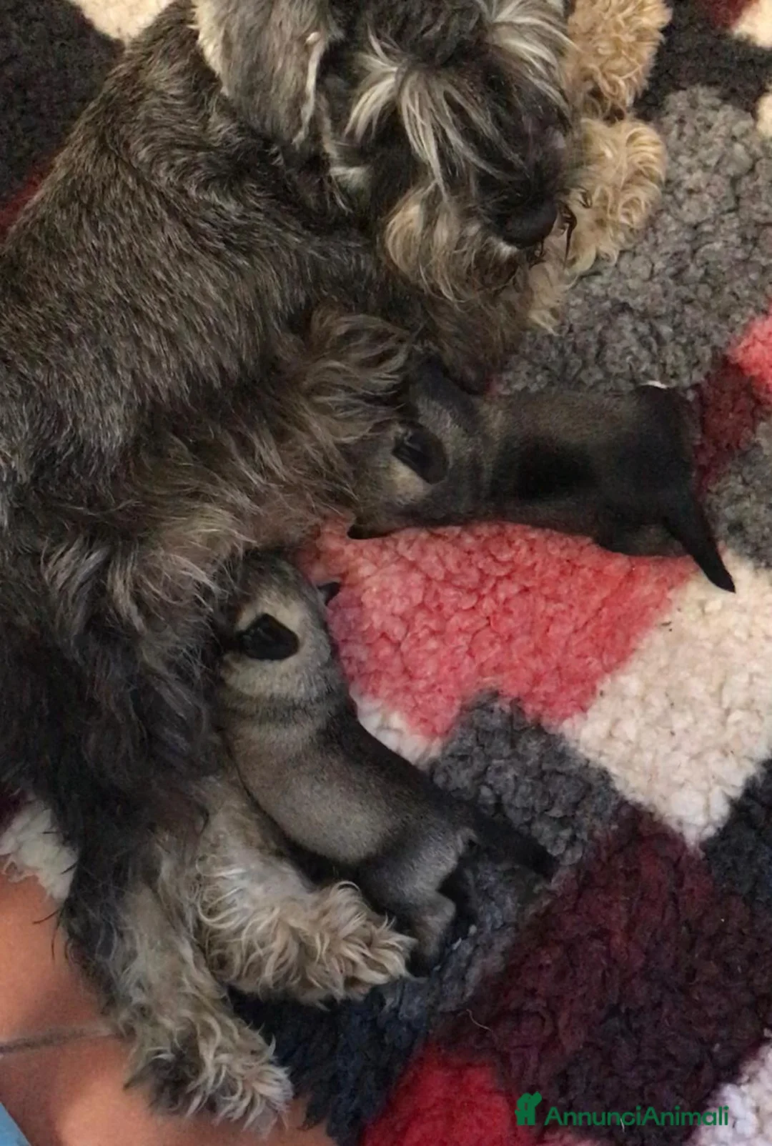 Mini Schnauzer cani in vendita: Cuccioli di zwergschnauzer pepe e sale  a Provincia di Macerata - Annuncio 1