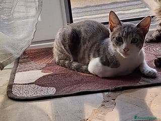 Meticcio gatti Regalo - Annuncio 1