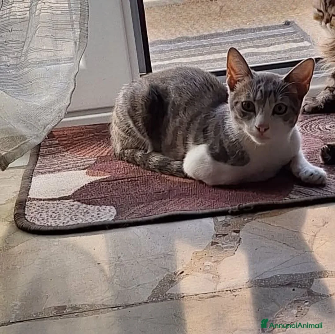 Meticcio gatti in regalo: Regalo - Annuncio 1