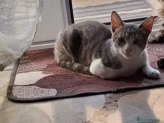 Meticcio gatti Regalo - Annuncio 2