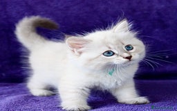 Siberiano gatti in vendita: BELLISSIMI CUCCIOLI IPOALLERGENICI  a Provincia di Pisa - Immagine 4