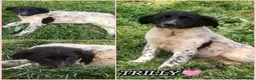 Meticcio cani in regalo: TRILLY MIX SETTERINA/BORDER COLLIE  a Provincia di Varese - Annuncio 2