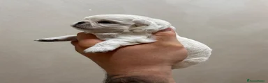 Chihuahua 1