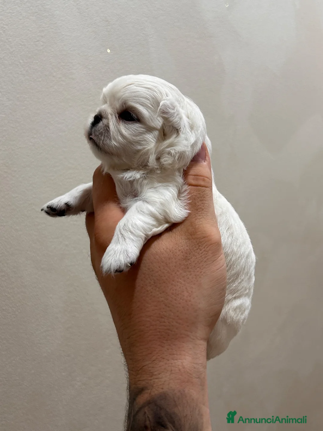 Chihuahua cani in vendita: Cucciolo di chihuahua  - Annuncio 7