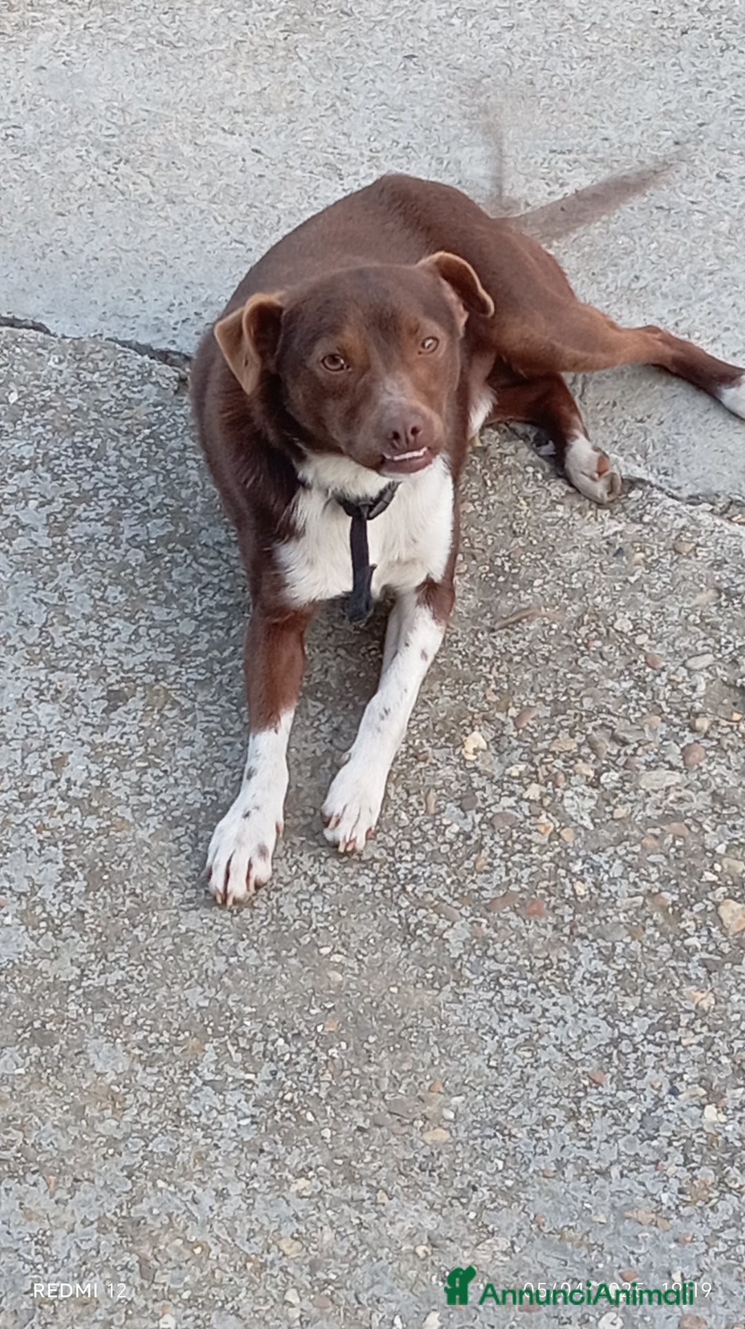 Meticcio cani in regalo: Cucciolo meticcio di 2 anni cerca casa, regalo🐾 a Provincia di Asti - Annuncio 4