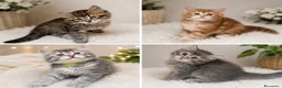 Siberiano gatti in vendita: CUCCIOLI DI GATTO SIBERIANO CON PEDIGREE ENFI - Annuncio 6