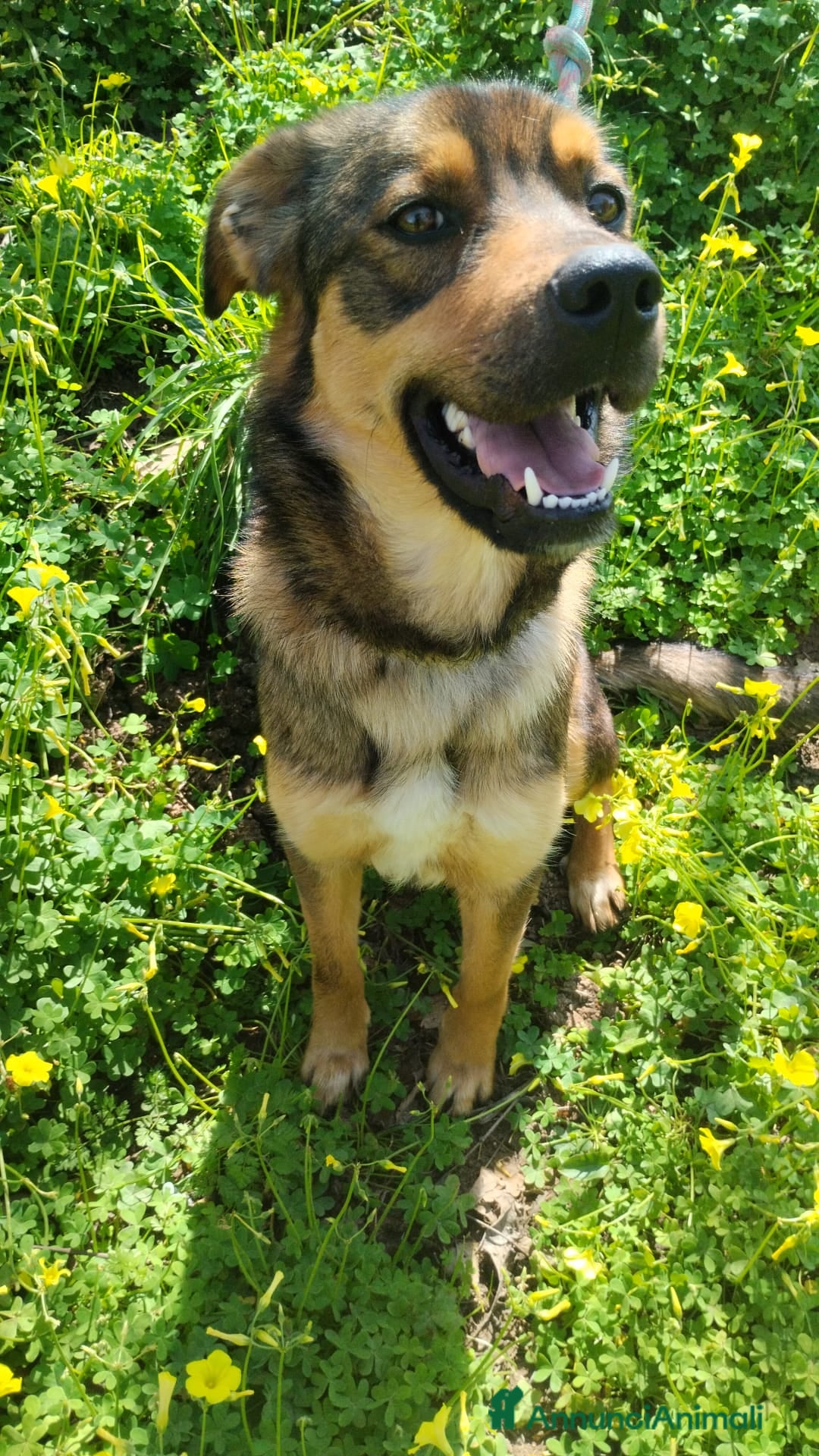 Meticcio cani UNA MAMMA PER TEKILA - Annuncio 6