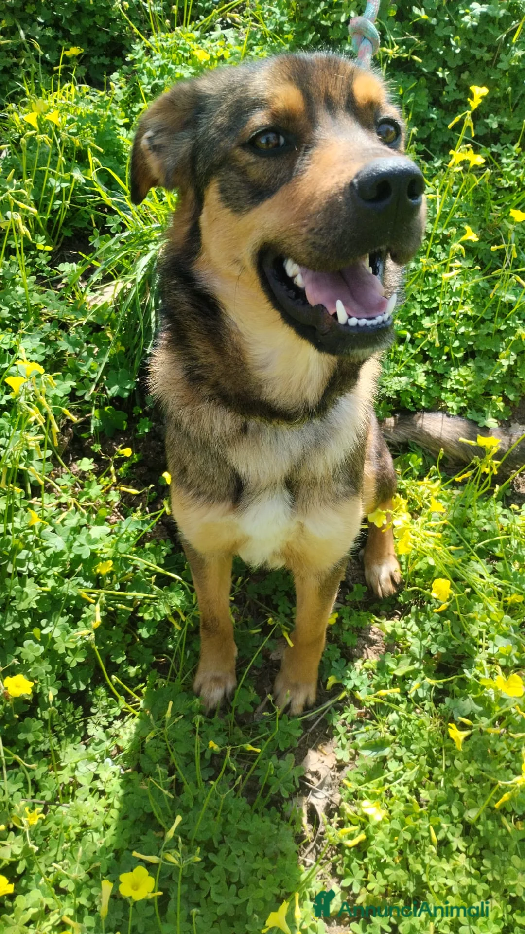 Meticcio cani in regalo: UNA MAMMA PER TEKILA a Provincia di Varese - Annuncio 1