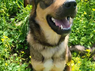 Meticcio cani UNA MAMMA PER TEKILA - Annuncio 6