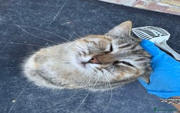 Europeo gatti in regalo: GATTINA IN REGALO - Immagine 1