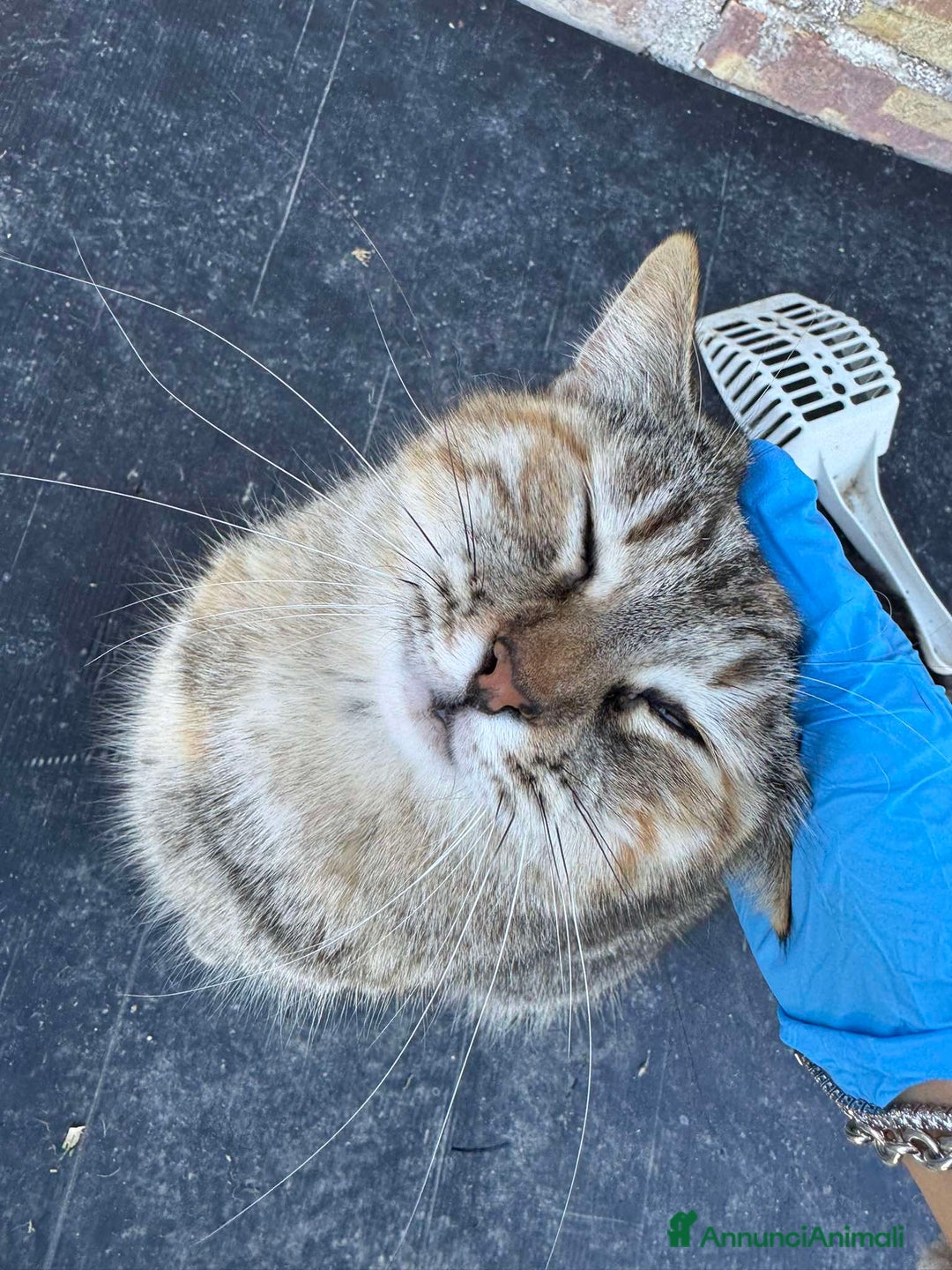 Europeo gatti in regalo: GATTINA IN REGALO - Immagine 1