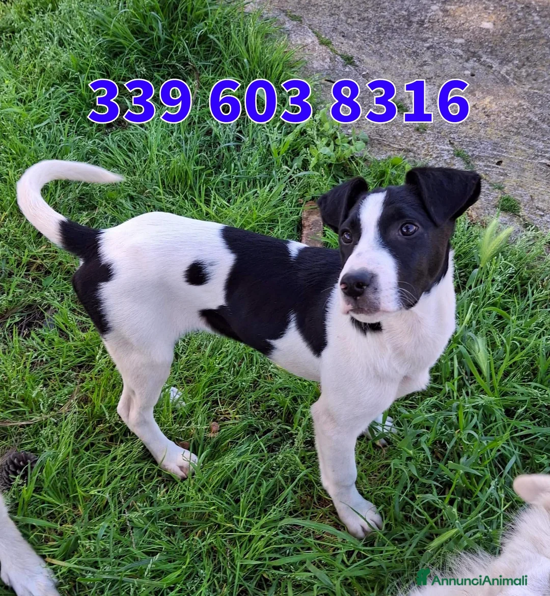 Meticcio cani in regalo: SESAMO 💙 -cucciolo futura taglia media.Chiama🙏🏻 a Città metropolitana di Milano - Annuncio 2