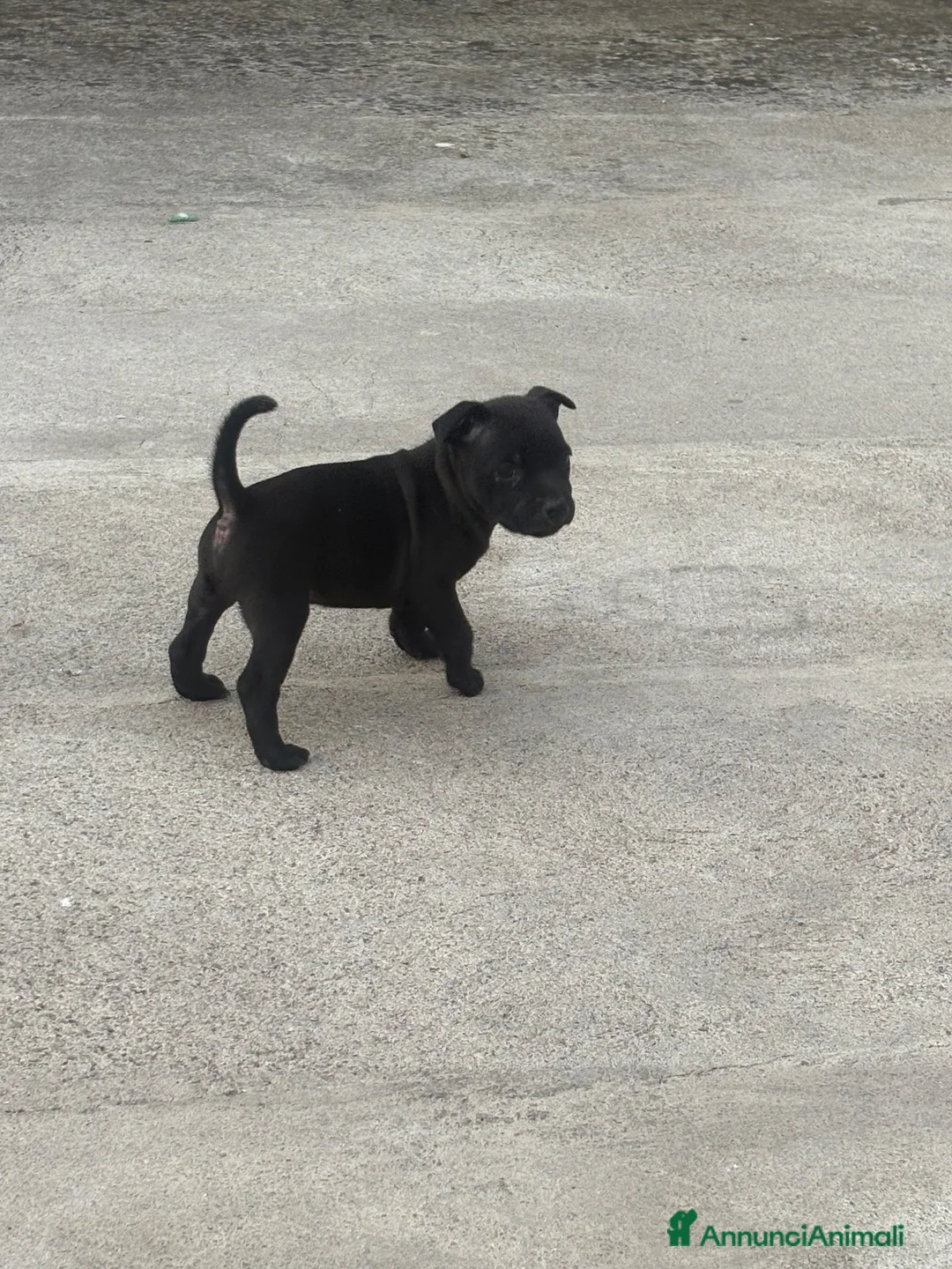 Staffordshire cani in vendita: Staffy a Provincia di Caserta - Annuncio 3