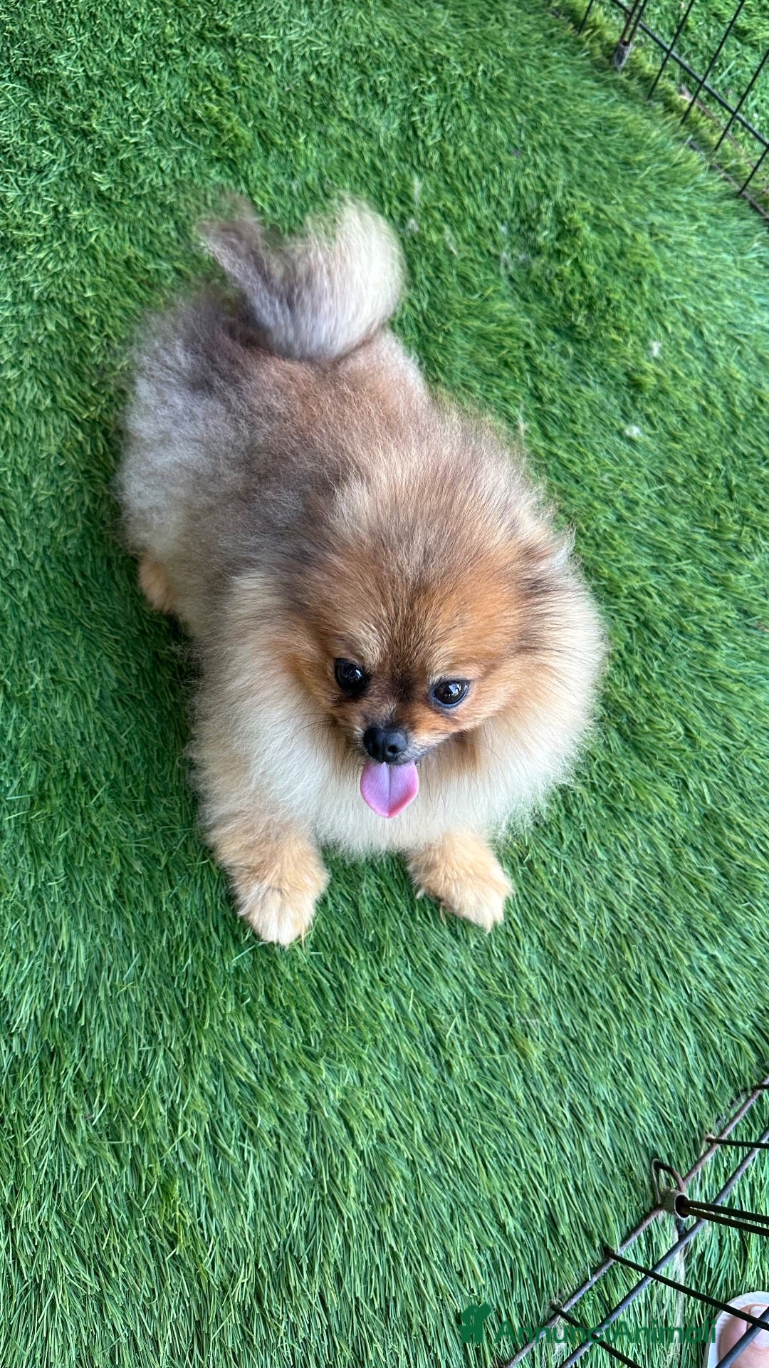 Spitz cani Spitz di Pomerania nano - Annuncio 2
