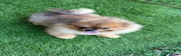 Spitz cani in vendita: Spitz di Pomerania nano a Città metropolitana di Palermo - Annuncio 1
