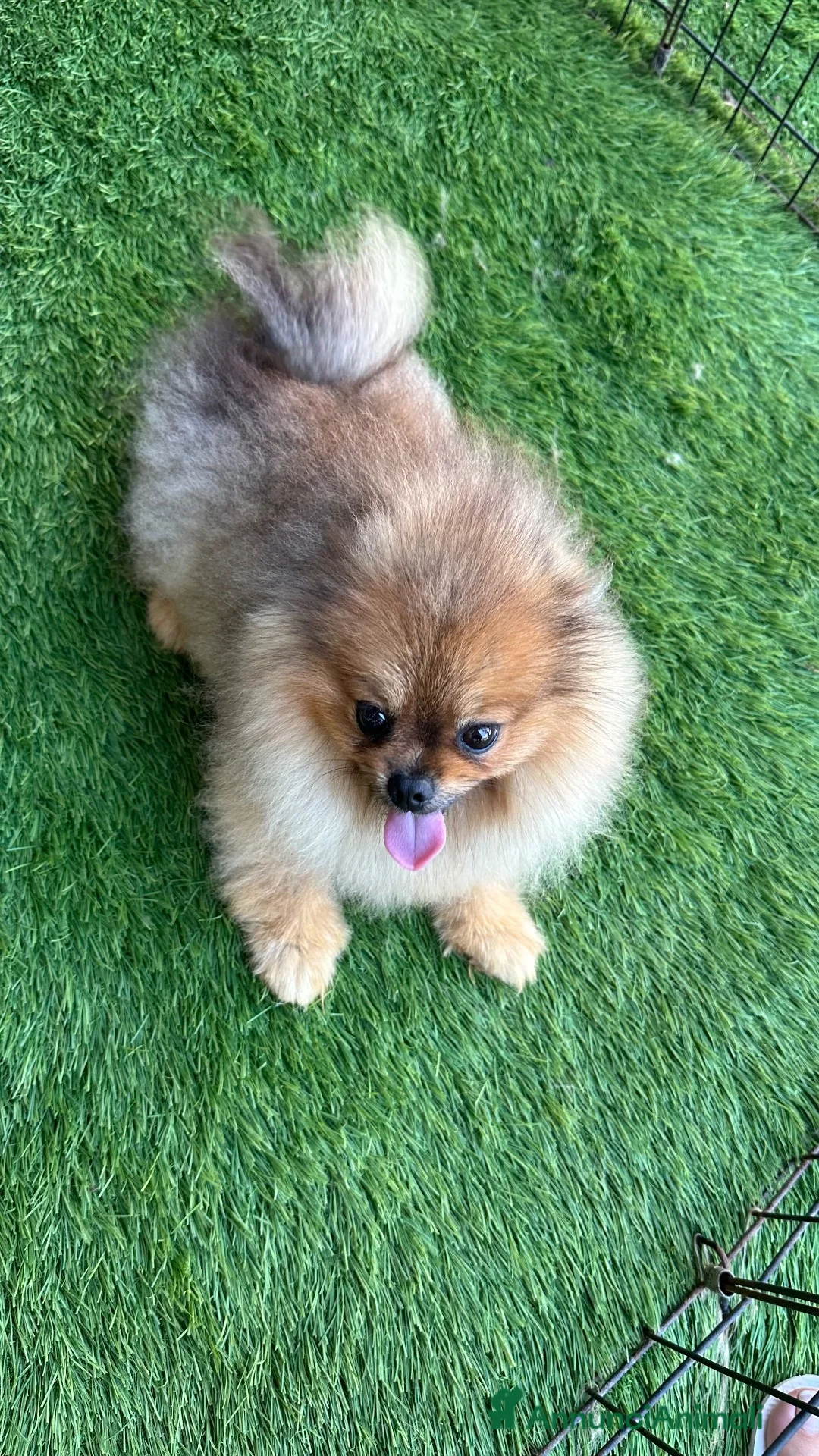 Spitz cani in vendita: Spitz di Pomerania nano a Città metropolitana di Palermo - Annuncio 1
