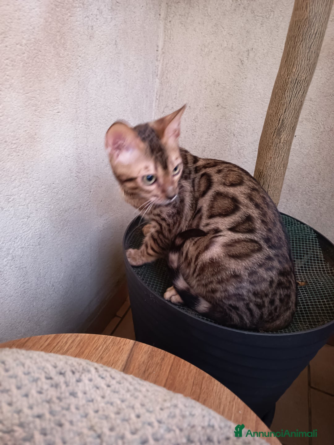 Bengala gatti in vendita: cucioli bengala  - Annuncio 14