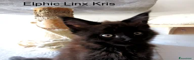 Elphic Linx Kris, maschietto