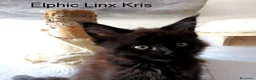 Maine Coon gatti in vendita: Magnifici Cuccioli di Maine Coon disponibili - Annuncio 11