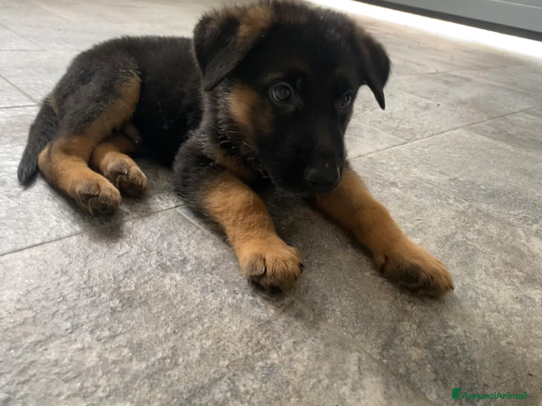 Pastore Tedesco cani in vendita: Cuccioli di pastore tedesco  a Città metropolitana di Milano - Annuncio 6