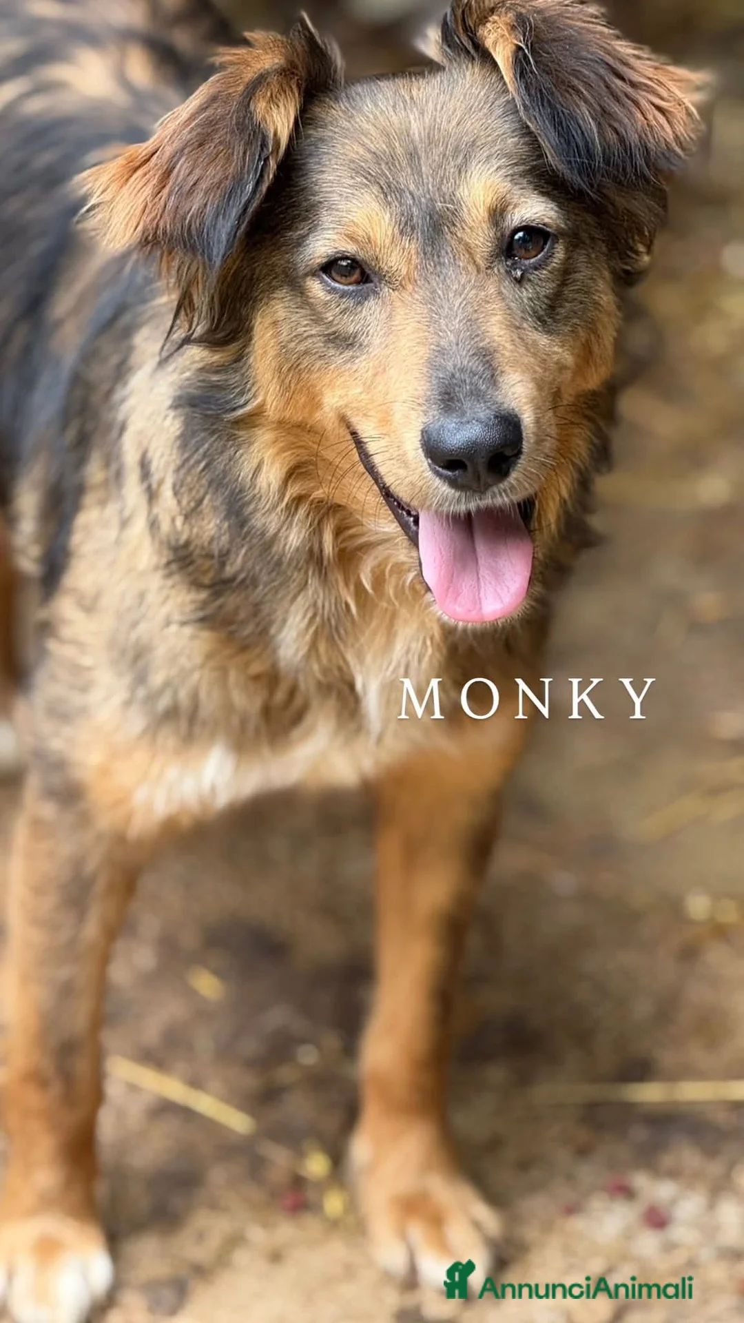 Meticcio cani in regalo: MONKY, cerca compagni di giochi! - Annuncio 7