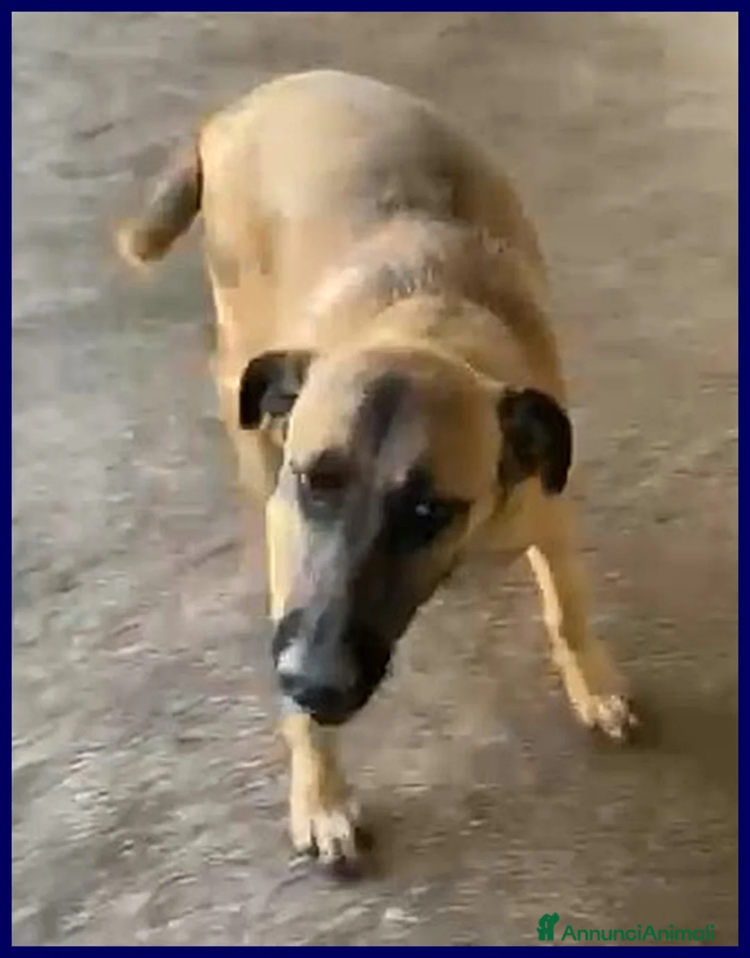 Meticcio cani in regalo: KETCHUP un simpaticone! a Città Metropolitana di Torino - Annuncio 2