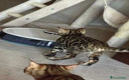 Bengala gatti in vendita: Cucciolo bengala a Provincia di Frosinone - Immagine 12