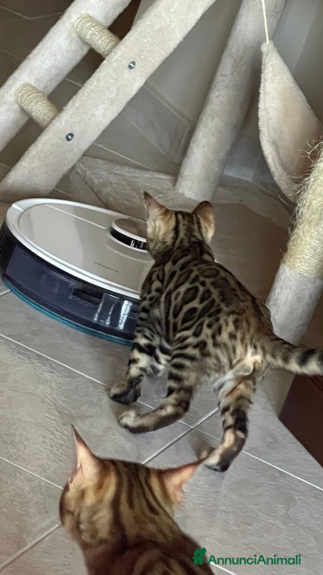 Bengala gatti in vendita: Cucciolo bengala a Provincia di Frosinone - Immagine 12