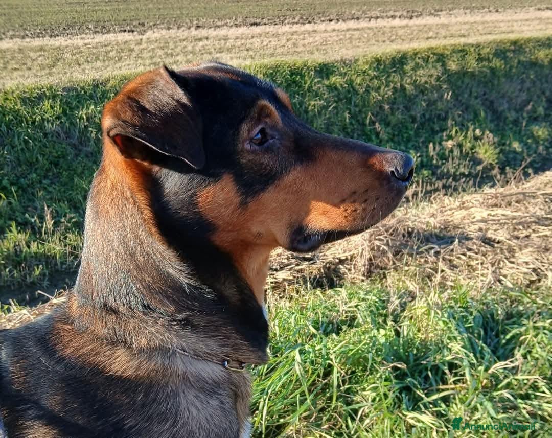 Meticcio cani in regalo: DOLCE GREY, MORBIDO CUCCIOLO - Annuncio 10