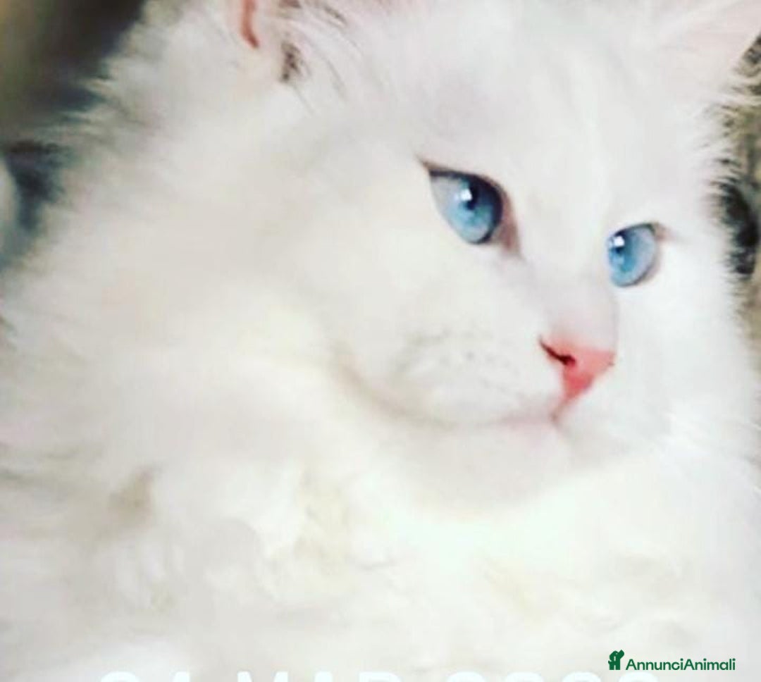 Siberiano gatti in vendita: Siberiani alta genealogia  a Provincia di Pavia - Immagine 8