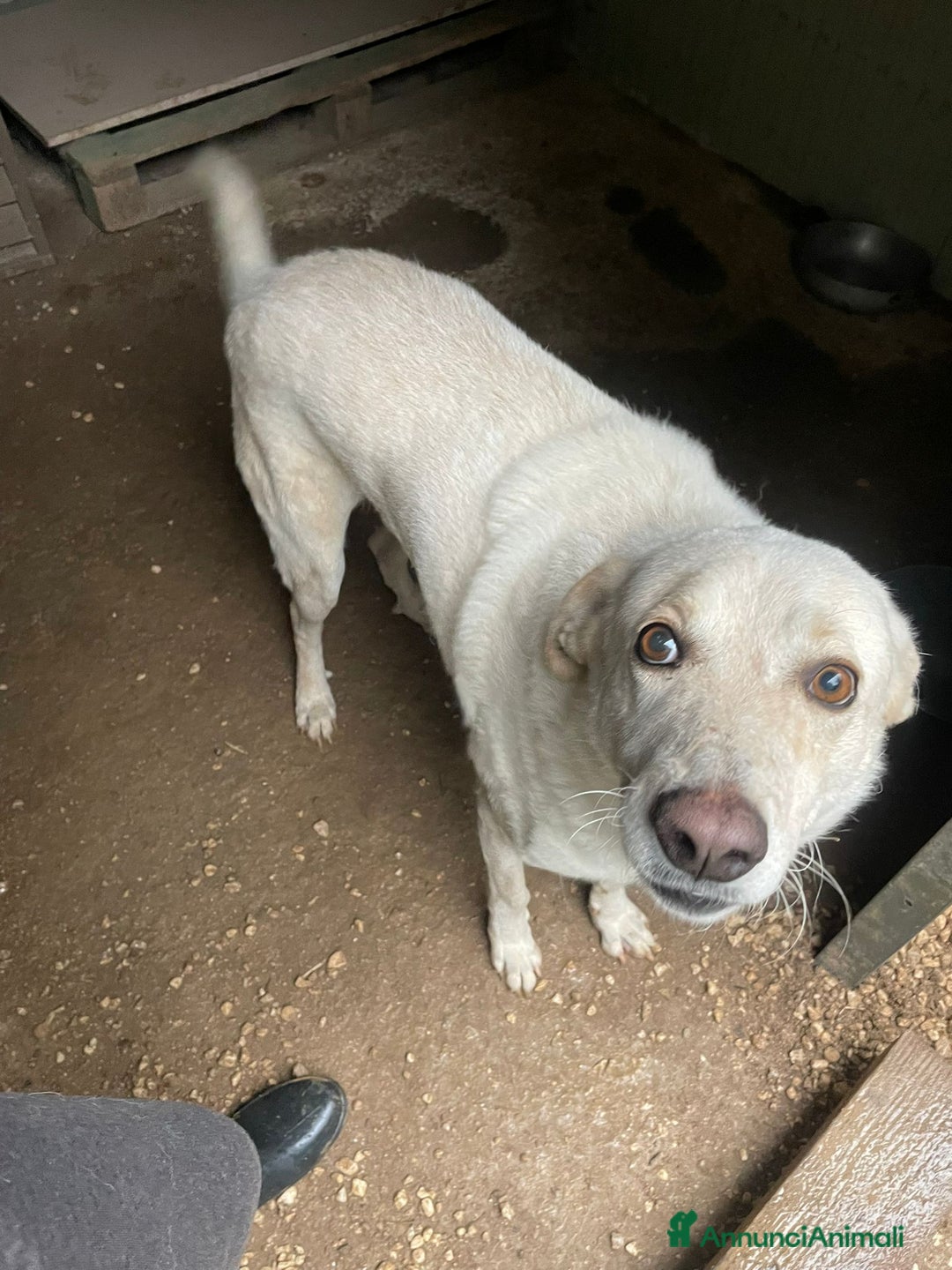 Meticcio cani in regalo: TUTTA LA DOLCEZZA DI SUSY - Annuncio 6