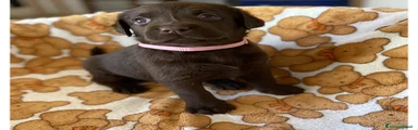 Labrador 4