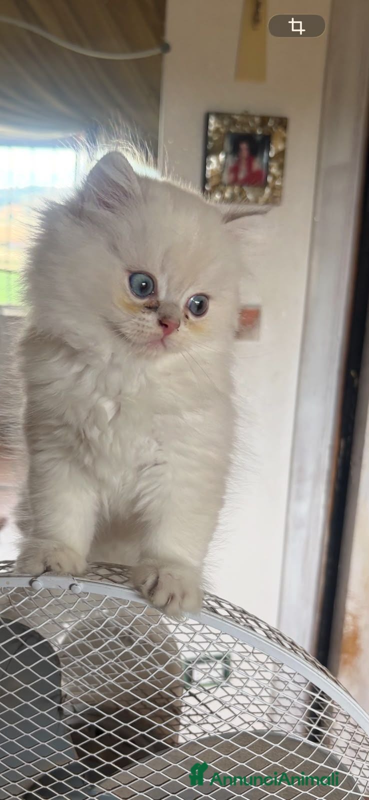British gatti Cuccioli di British Top con pedigree  - Annuncio 1