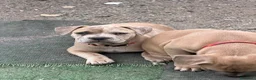Meticcio cani in vendita: Franchie staff a Provincia di Bergamo - Annuncio 1