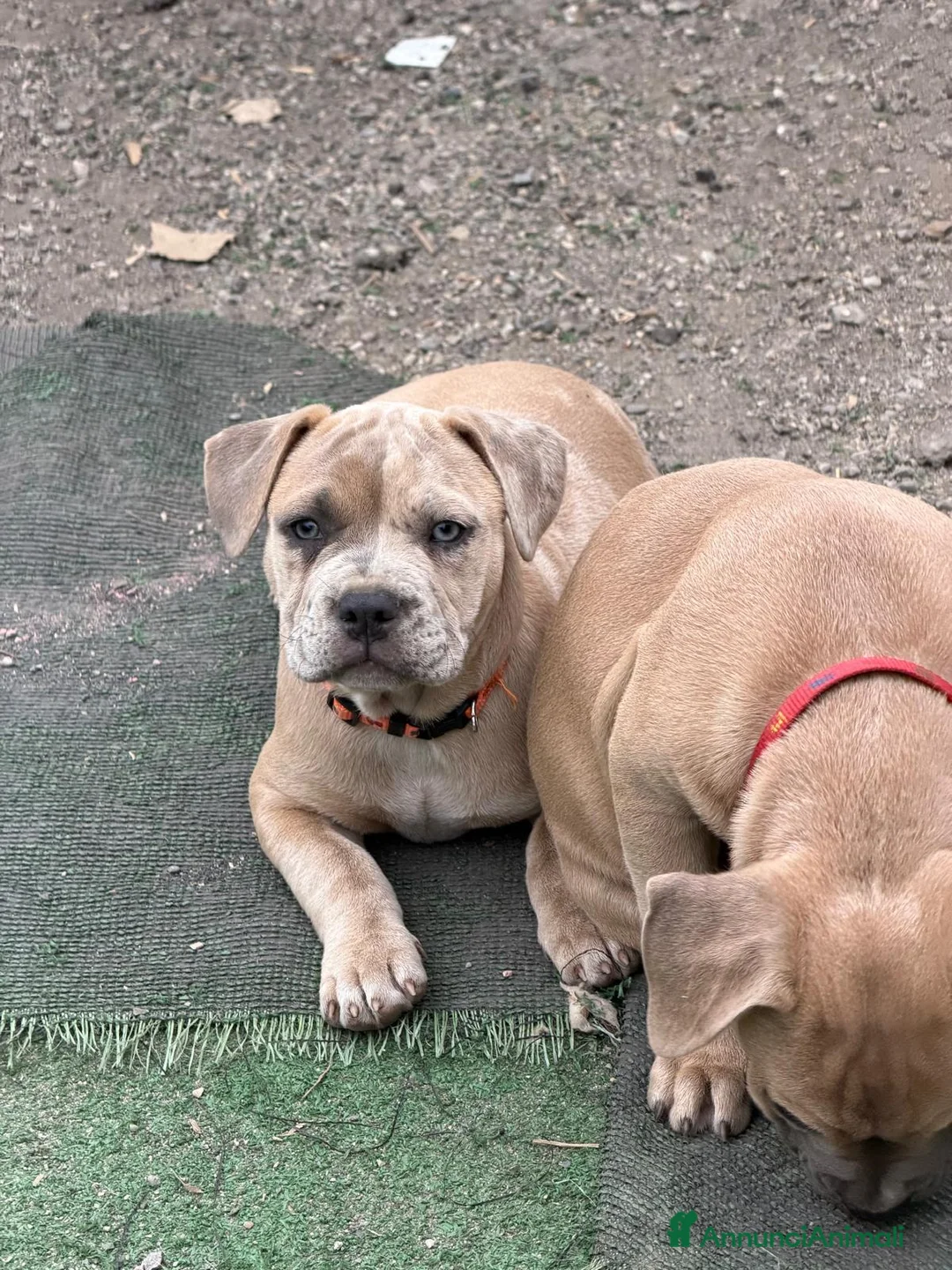 Meticcio cani in vendita: Franchie staff a Provincia di Bergamo - Annuncio 1
