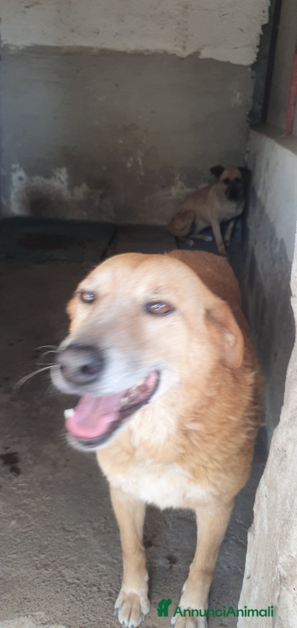Meticcio cani Orazio in Canile - Annuncio 7